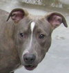 Bolo