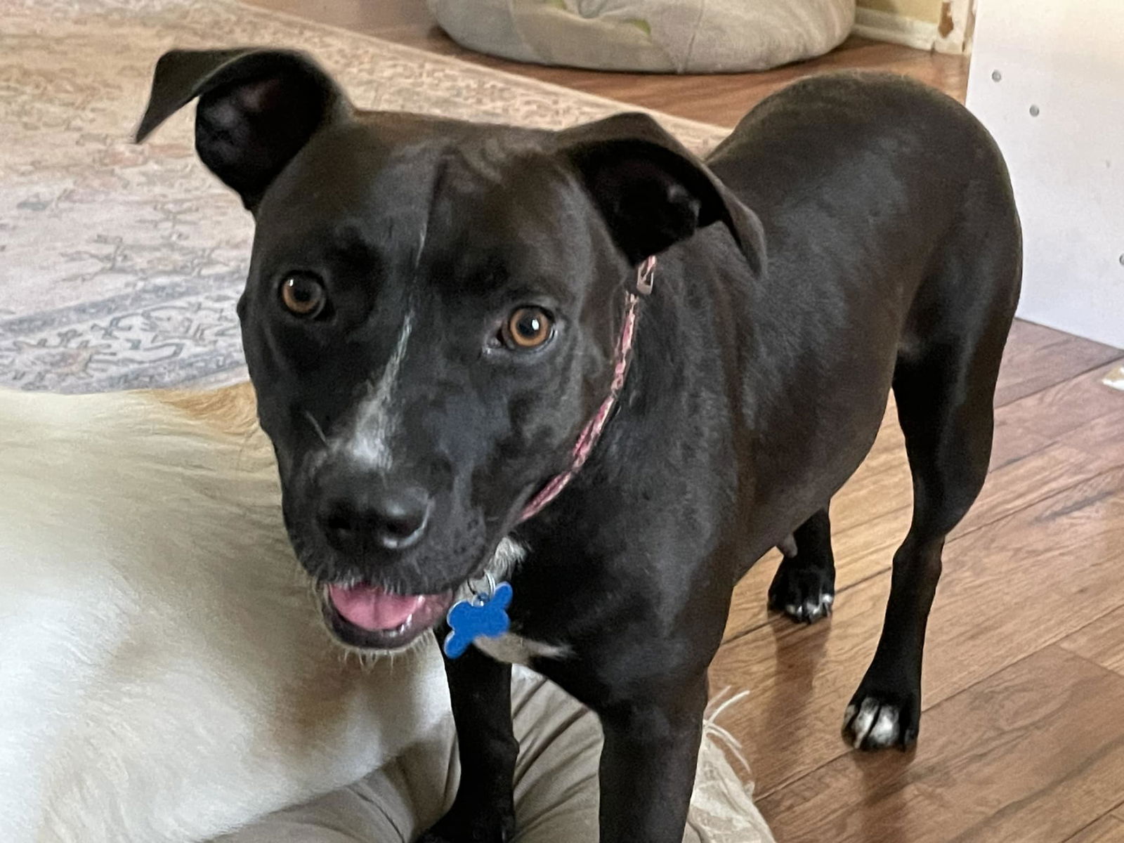 adoptable Dog in Minneapolis, MN named Betty Boop