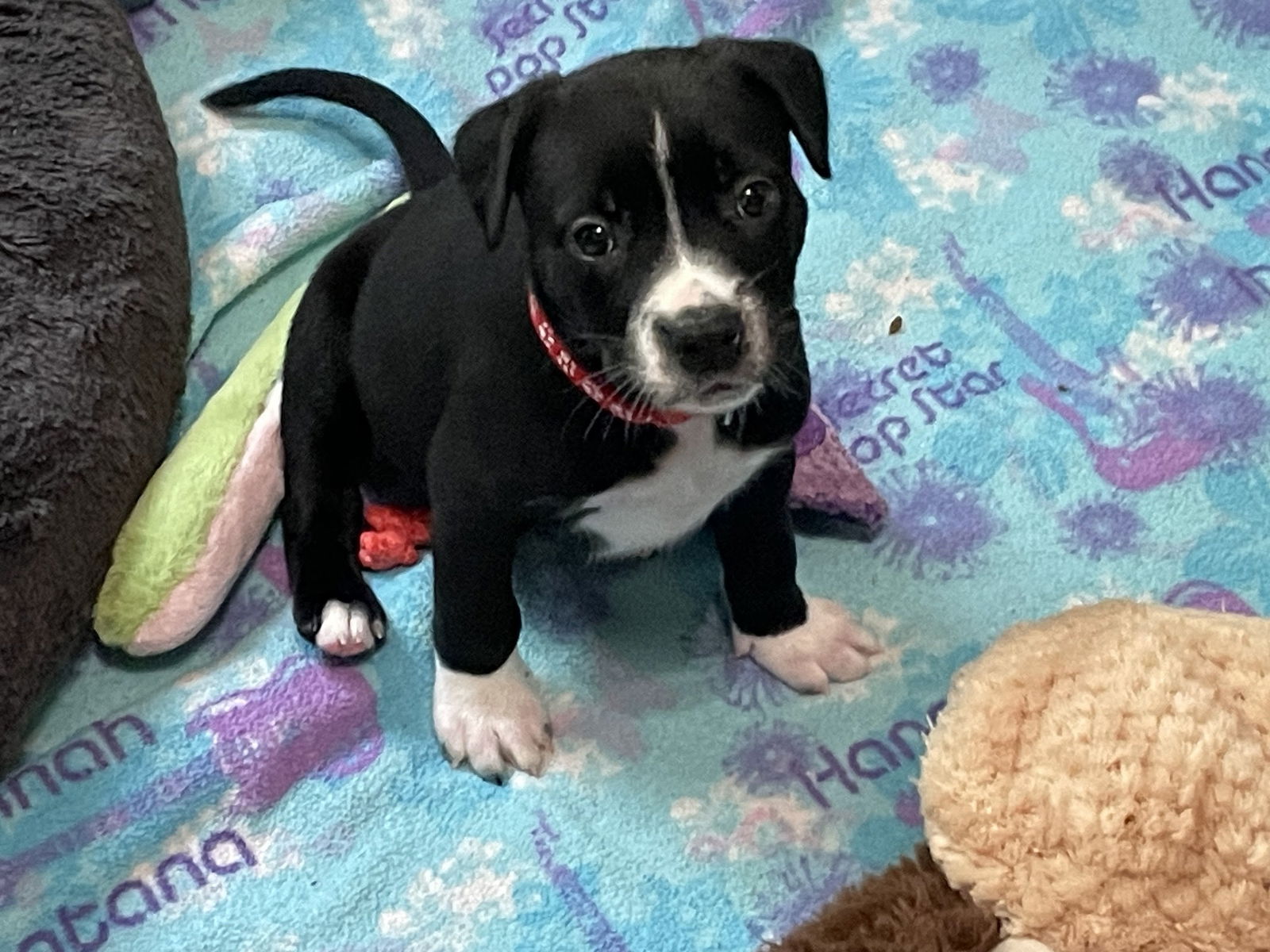 adoptable Dog in Minneapolis, MN named Blondie