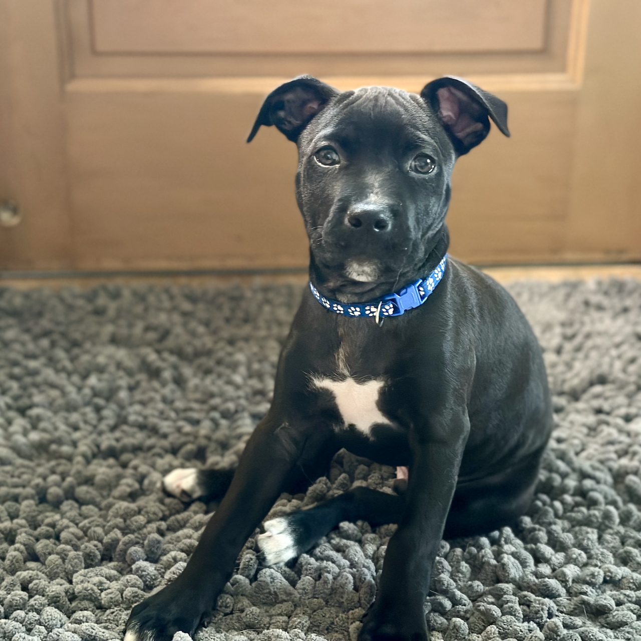 adoptable Dog in Minneapolis, MN named Prince Valiant