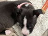 *Sylvia Vacation Foster Needed 8/15-8/21