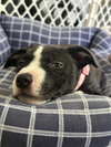 *Sylvia Vacation Foster Needed 8/15-8/21