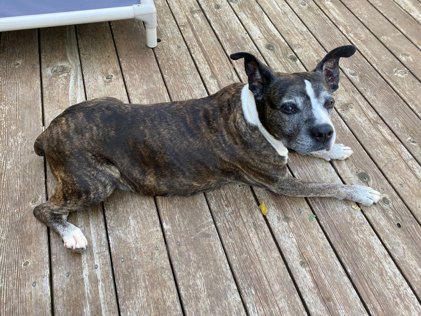 adoptable Dog in Minneapolis, MN named Jake