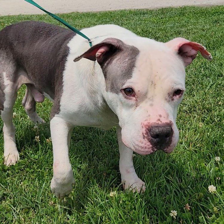 adoptable Dog in Minneapolis, MN named Harold