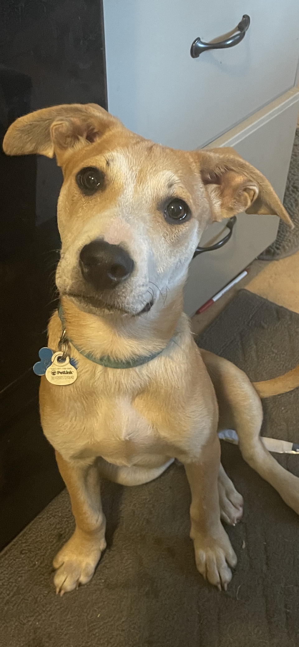 adoptable Dog in Minneapolis, MN named Naylor