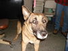 Grandpa the GSD