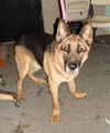 Grandpa the GSD