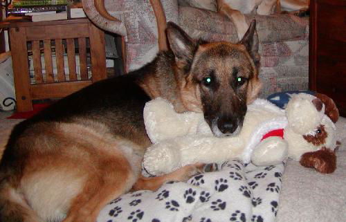 Grandpa the GSD
