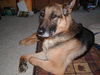 Grandpa the GSD