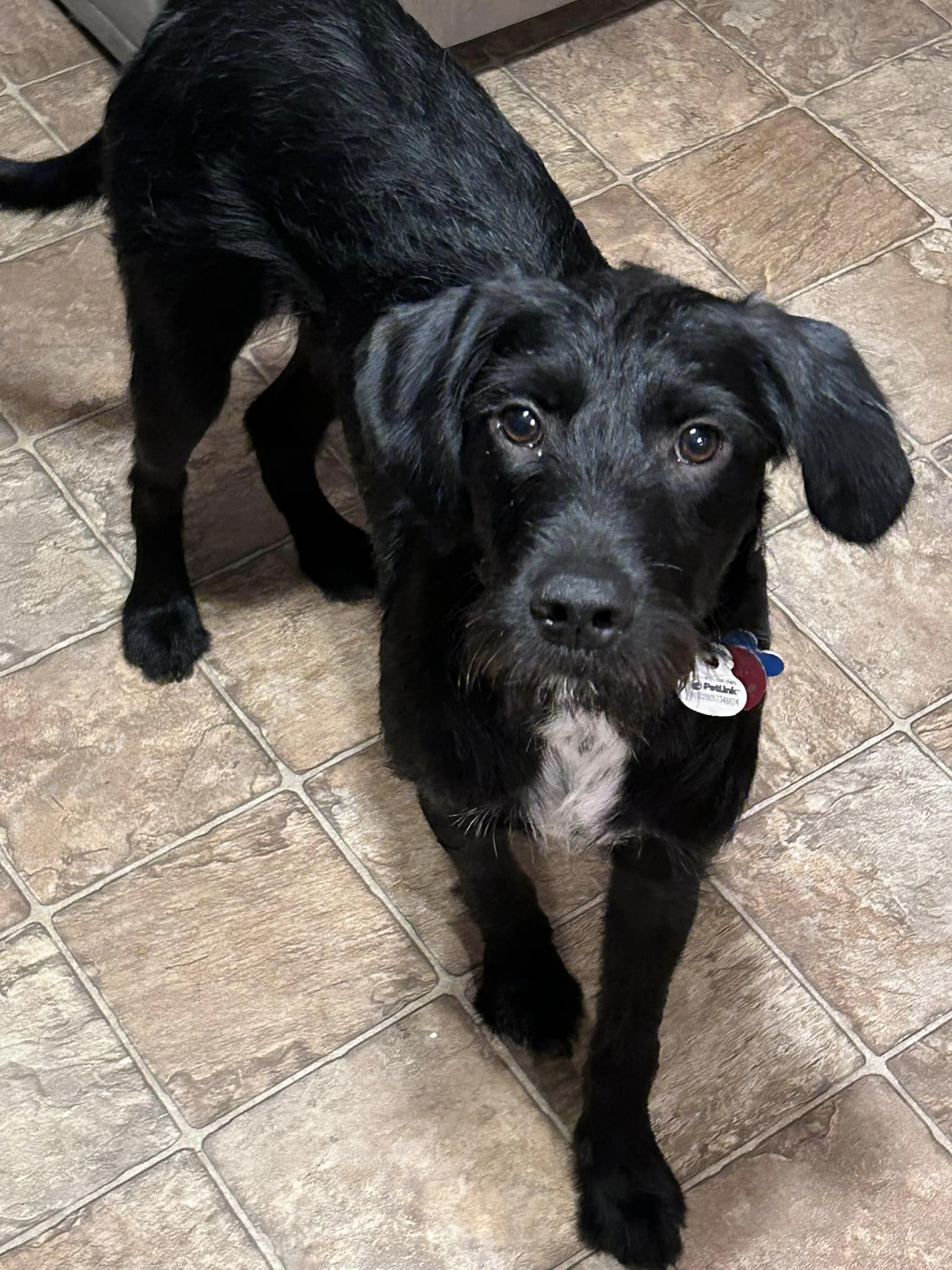 adoptable Dog in Minneapolis, MN named Firey