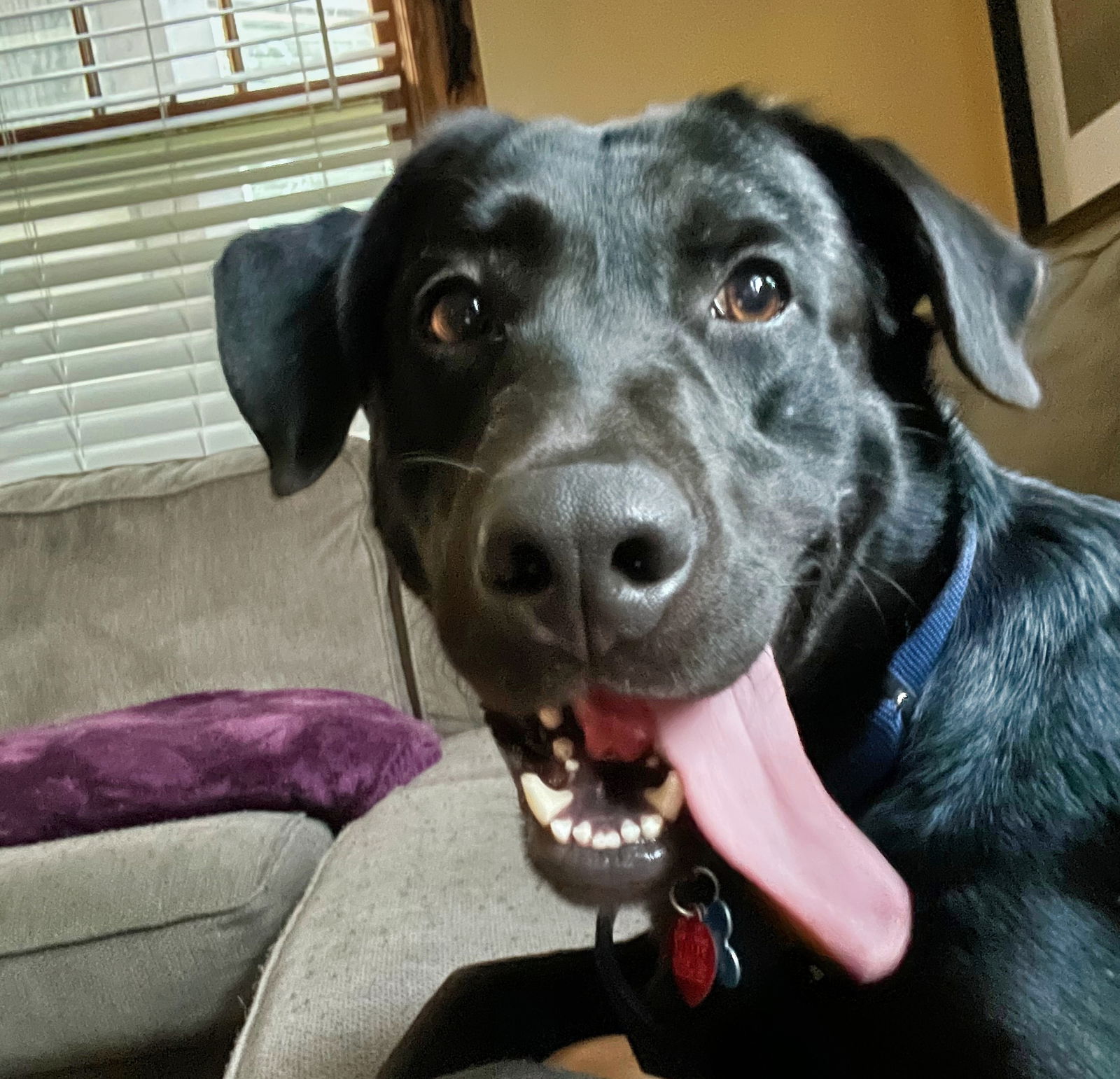 adoptable Dog in Minneapolis, MN named Jareth