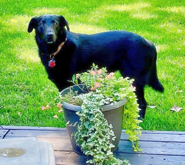 adoptable Dog in Minneapolis, MN named Bowie