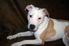 Shiloh