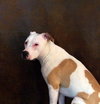 Shiloh