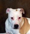 Shiloh