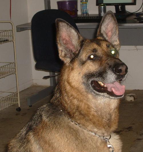 Diesel