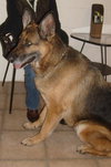 Diesel