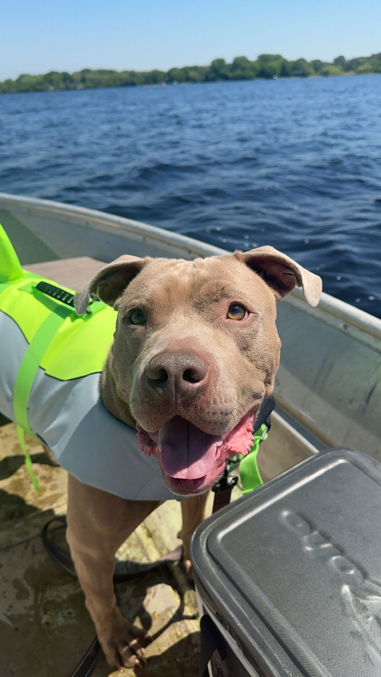 adoptable Dog in Minneapolis, MN named Paddy