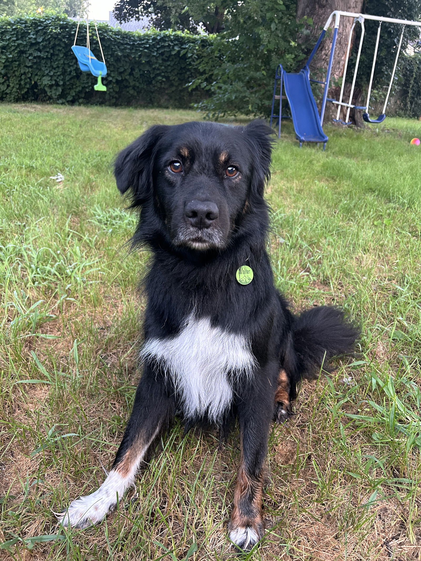 adoptable Dog in Minneapolis, MN named Walter Morgan