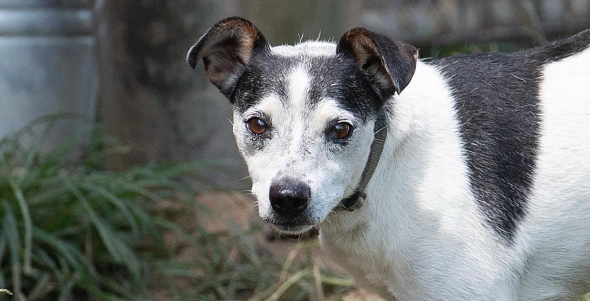 adoptable Dog in Minneapolis, MN named Murphy