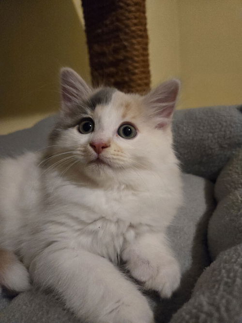 Gracie