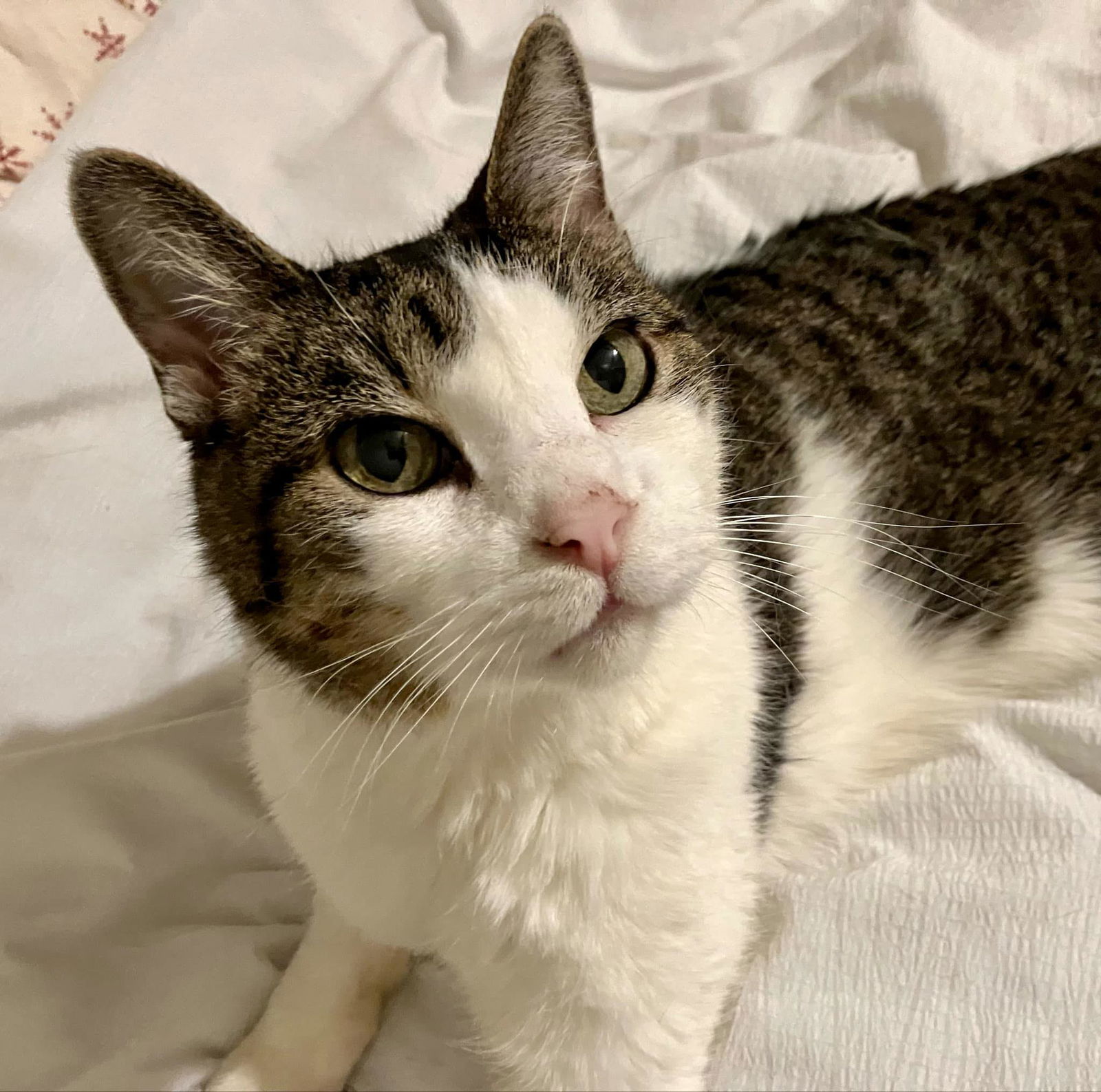 adoptable Cat in Minneapolis, MN named Muddy Buddy