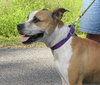 Buttercup
