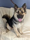 adoptable Dog in , MN named Bailey