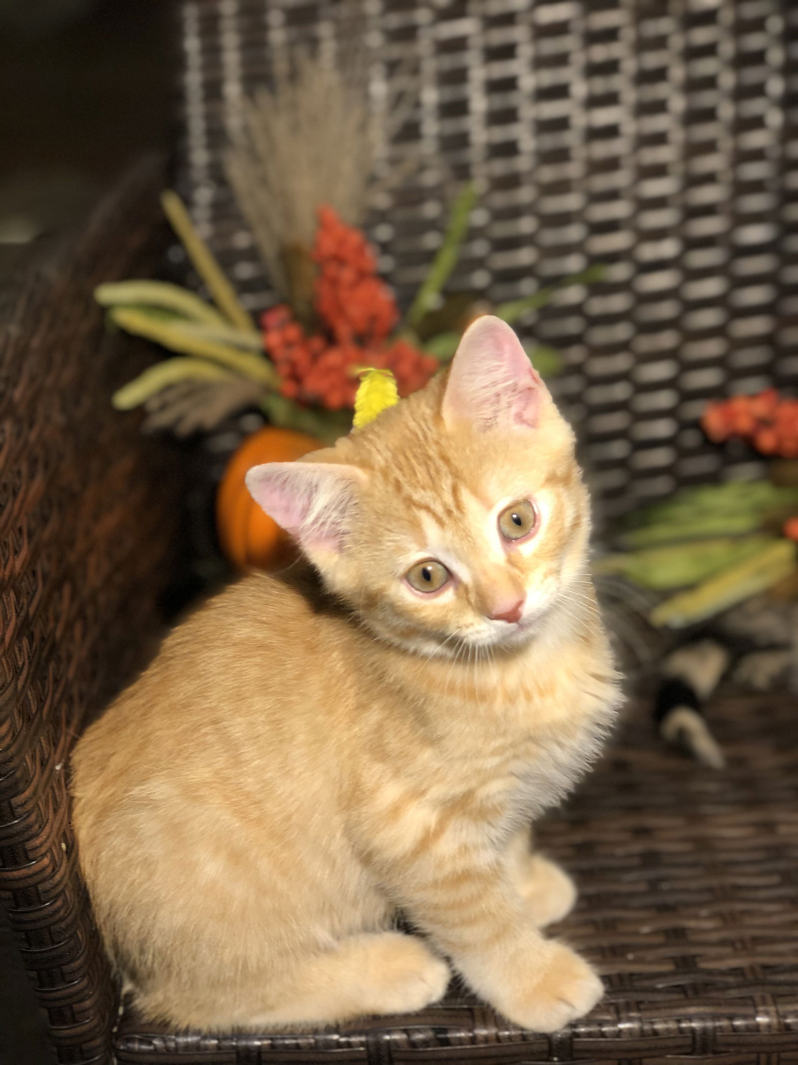 adoptable Cat in Minneapolis, MN named Bean