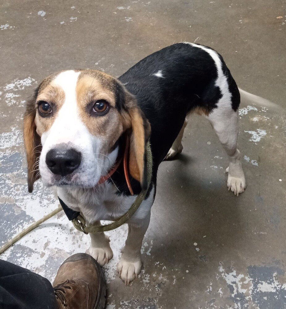 adoptable Dog in Minneapolis, MN named Thunder