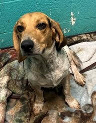 adoptable Dog in Minneapolis, MN named Brewster