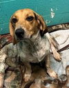 adoptable Dog in , MN named Brewster