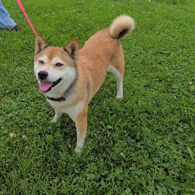 adoptable Dog in Minneapolis, MN named Yumi