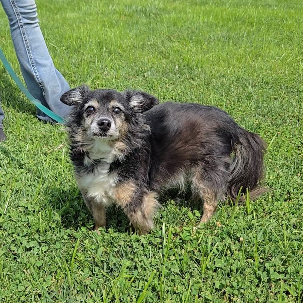 adoptable Dog in Minneapolis, MN named Chester