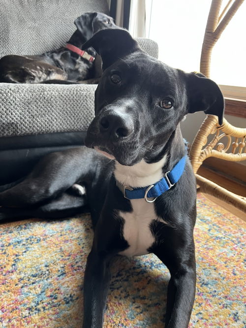 Harvey