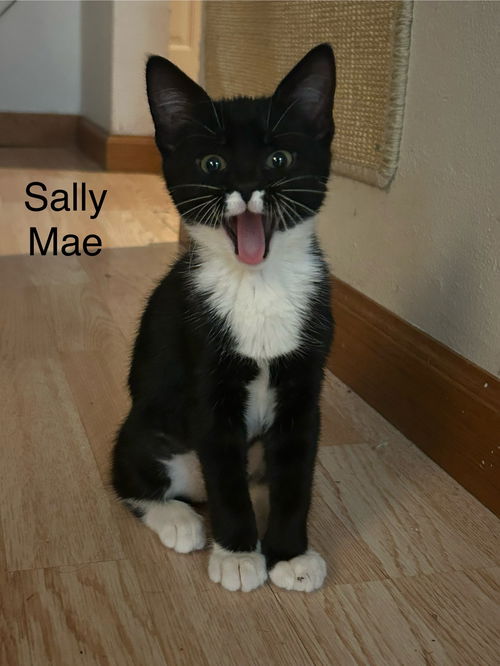 Sally Mae