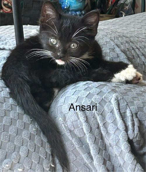 Ansari