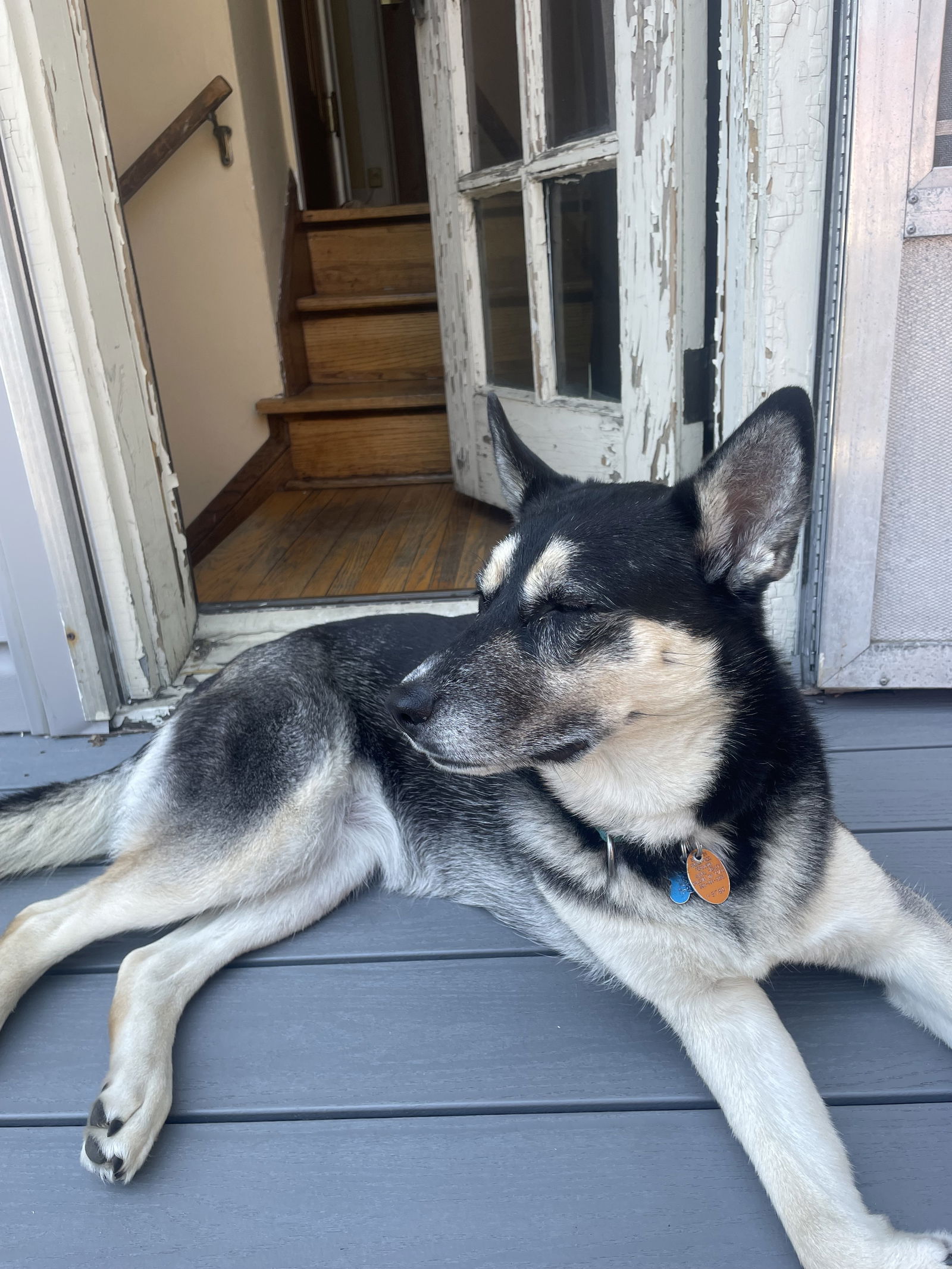 adoptable Dog in Minneapolis, MN named Presley