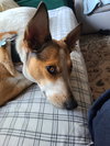 Gracie