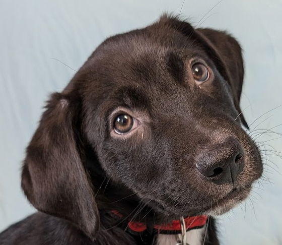 adoptable Dog in Minneapolis, MN named Tupelo