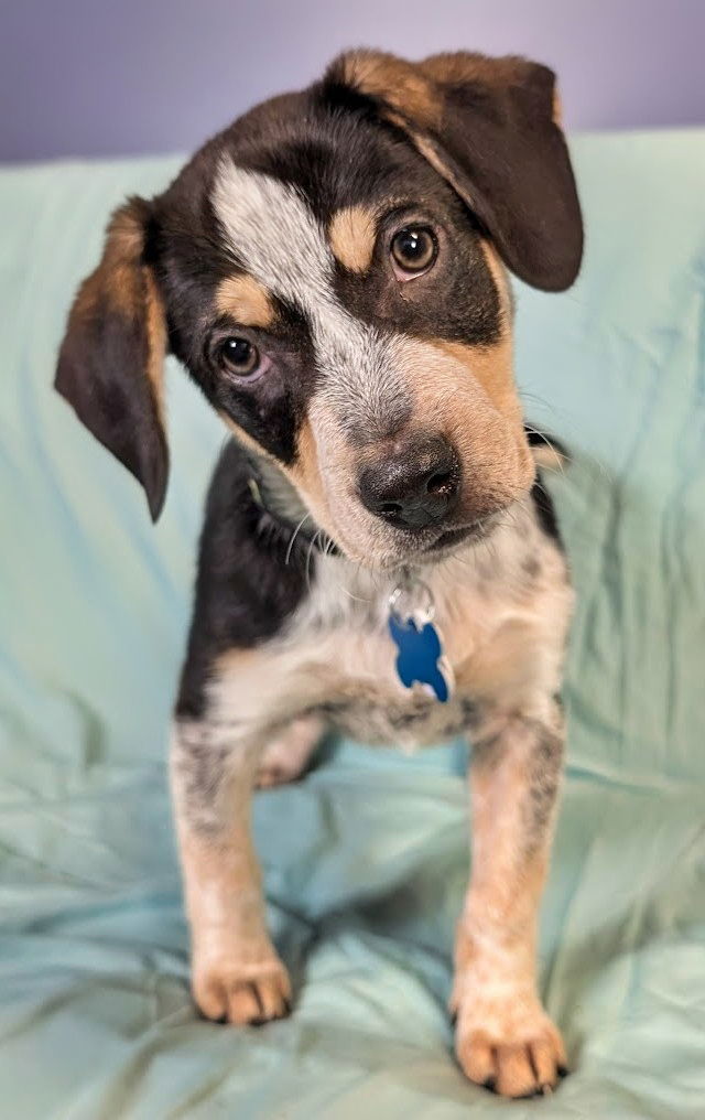 adoptable Dog in Minneapolis, MN named Memphis