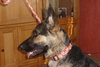 Ava