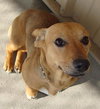 Roxanne
