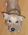 Roxanne