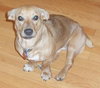 Roxanne