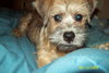 Rusty
