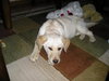 Lucy