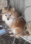 Missy Mae