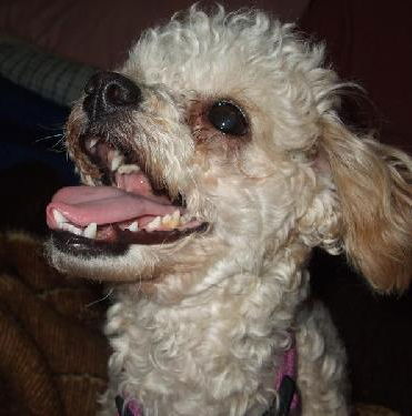 Gracie