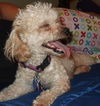 Gracie